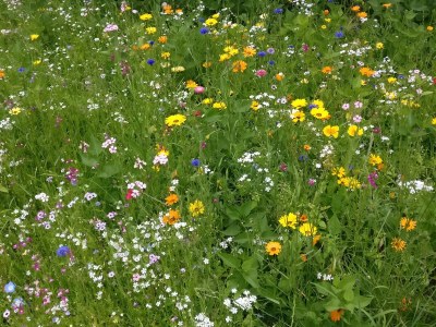 Holiday apartment Uta Helene Götz - Outdoor photo 4