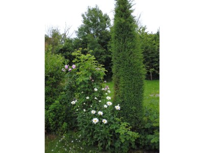 Holiday apartment Uta Helene Götz - Outdoor photo 10