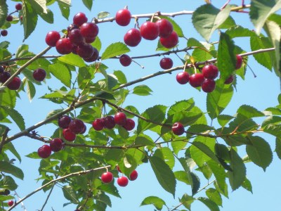 Holiday apartment Uta Helene Götz - Outdoor photo 18