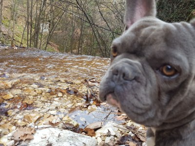 Holiday apartment Holiday Apartment Iris - Holidays with dog - Environment photo 12