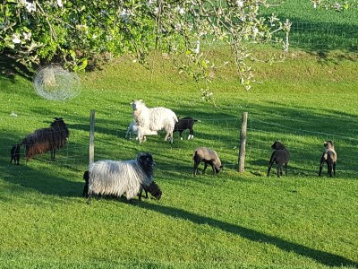 Holiday apartment Holiday Apartment Iris - Holidays with dog - Environment photo 13