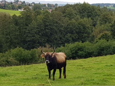 Holiday apartment Holiday Apartment Iris - Holidays with dog - Environment photo 15