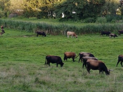 Holiday apartment Holiday Apartment Iris - Holidays with dog - Environment photo 17