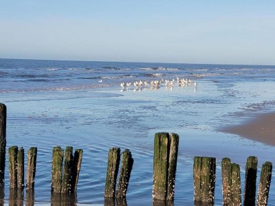 Apartment Wohnung in Bergen aan Zee am Strand - Environment photo 27