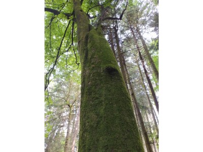 Holiday house Haslinger - Environment photo 36