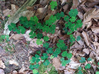 Holiday house Haslinger - Environment photo 37