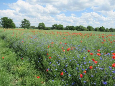 Holiday house Haus Barby - Outdoor photo 13