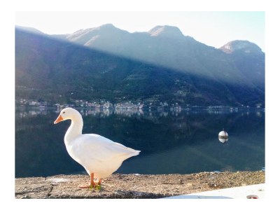 Holiday apartment Palazzo (at Lake Como) - Outdoor photo 15