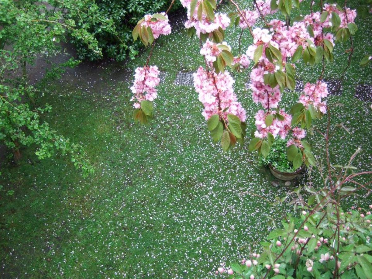 Holiday apartment Villa Flora - Outdoor photo 4