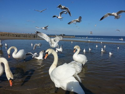 Holiday apartment Störtebeker - Environment photo 21