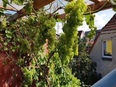 Bungalow Gemütlicher Bungalow mit Garten in Nakenstorf - Outdoor photo 38