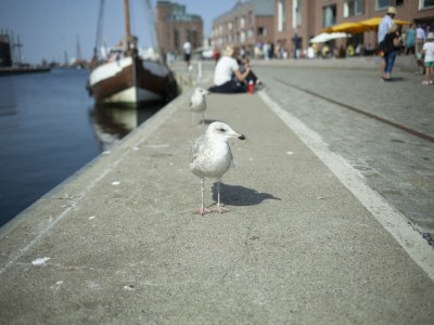 Bungalow Gemütlicher Bungalow mit Garten in Nakenstorf - Outdoor photo 40