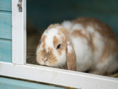 Bungalow Schöner Bungalow in Poel in Strandnähe - Outdoor photo 34