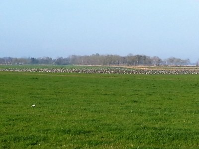 Holiday apartment Achtern Diek "Sonneneck" - Environment photo 18