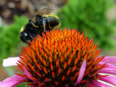 Holiday house Ferienhaus Radig - Outdoor photo 14