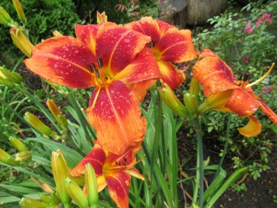 Holiday house Ferienhaus Radig - Outdoor photo 23