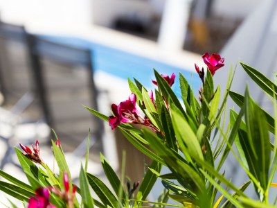 Holiday house Villa Alisa - Outdoor photo 14