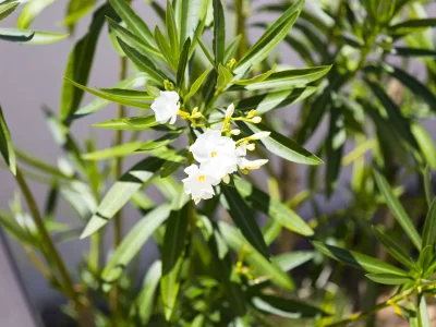 Holiday house Villa Alisa - Outdoor photo 15