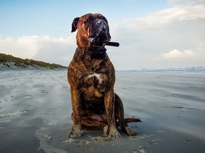 Holiday apartment Time Out Ameland - Environment photo 13