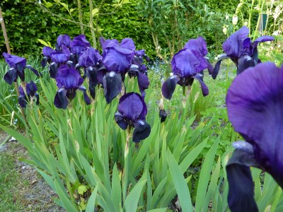 Holiday house Hollands-Beemd - Outdoor photo 11