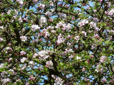 Holiday house Hollands-Beemd - Environment photo 19