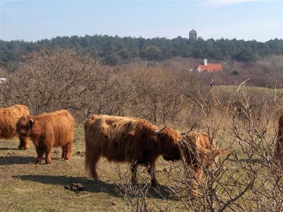 Holiday house Hollands-Beemd - Environment photo 28