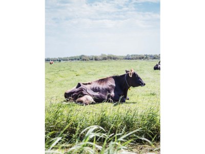 Holiday house Duynloper - Environment photo 25