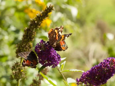 Holiday house Bacher - Environment photo 18