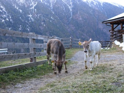 Holiday apartment Juval Innerunterstellhof - Outdoor photo 2