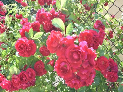 Apartment Einladende Ferienwohnung in Zweedorf mit Grill - Outdoor photo 11