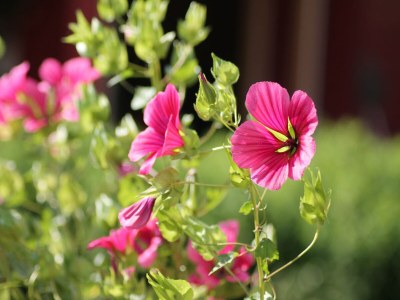 Apartment Einladende Ferienwohnung in Zweedorf mit Grill - Outdoor photo 39