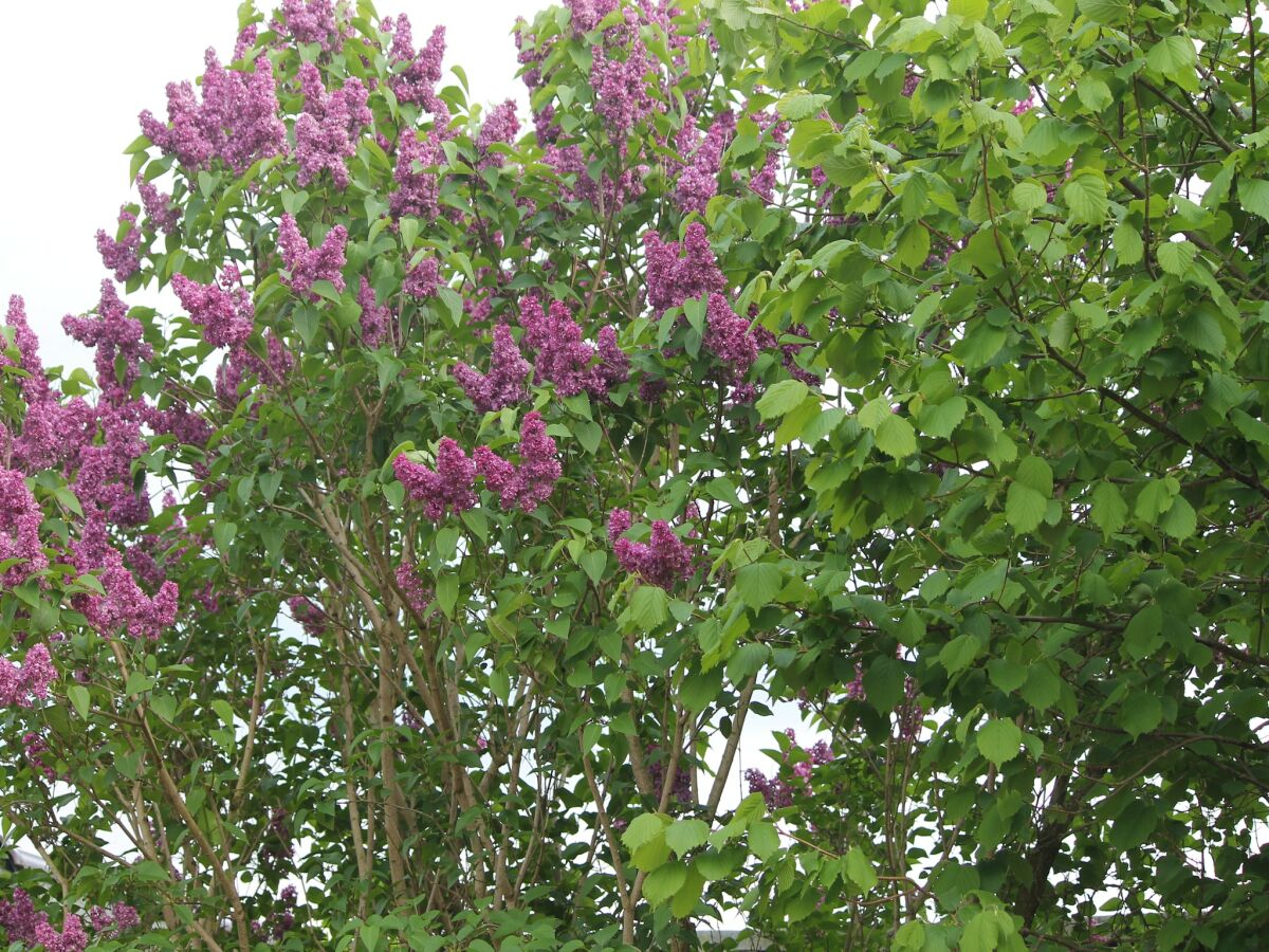 Apartment Landhaus Ferienwohnung in Gorow - Outdoor photo 4