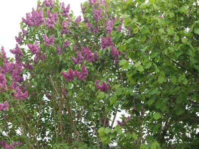 Apartment Landhaus Ferienwohnung in Gorow - Outdoor photo 4