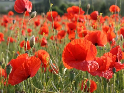 Apartment Landhaus Ferienwohnung in Gorow - Environment photo 25