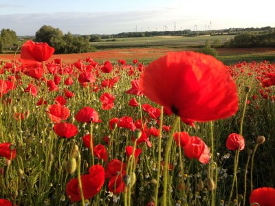 Apartment Wohnung in Neubukow nahe Ostseestrand - Outdoor photo 38