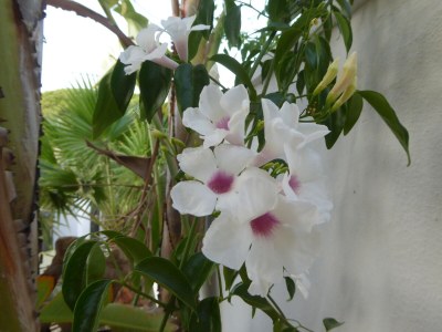 Holiday house 0514 Caballo Albino - Outdoor photo 8