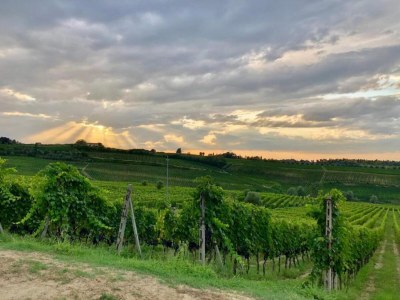 Holiday house Familienlandhaus in der Toskana - Environment photo 30