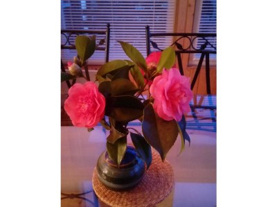 Holiday house Ti-ar-gwez (House of the trees) - Outdoor photo 4