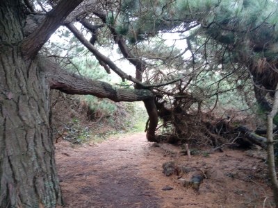 Holiday house Ti-ar-gwez (House of the trees) - Environment photo 24