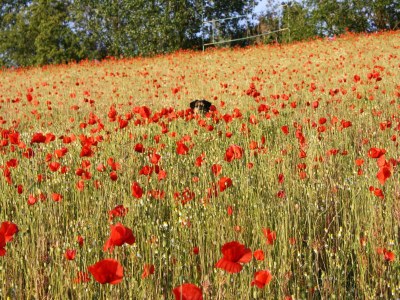 Apartment Schöne Ferienwohnung mit Garten in Robertsdorf - Environment photo 19