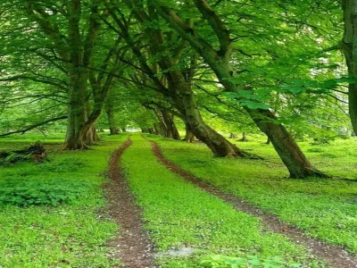 Apartment Gemütliche Ferienwohnung mit Garten in Robertsdorf - Environment photo 25