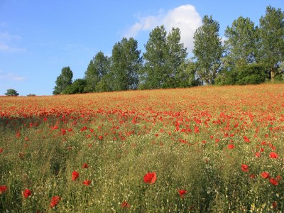 Apartment Ferienwohnung in Bastorf for 3 Personen - Environment photo 19