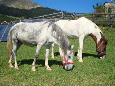 Apartment Rosenhof Apartment, Type 1 - Environment photo 24