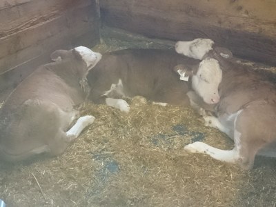 Holiday apartment HochkÃ¶nig - Environment photo 18