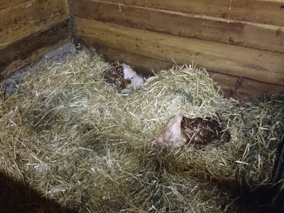 Holiday apartment HochkÃ¶nig - Environment photo 19