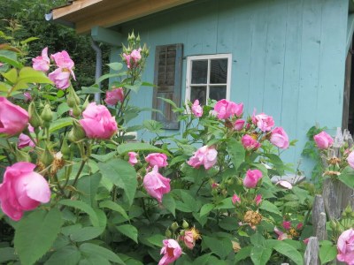 Holiday apartment Bienenkorb - Outdoor photo 12