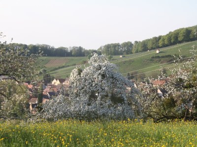 Holiday apartment Bienenkorb - Environment photo 30