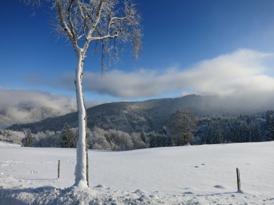 Holiday apartment Bienenkorb - Environment photo 34