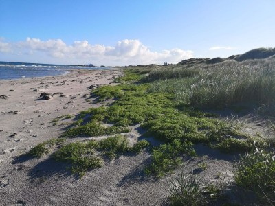 Holiday house 12 Personen Ferienhaus in Læsø-By Traum - Outdoor photo 30