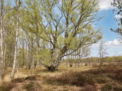 Holiday house 6 Personen Ferienhaus in Læsø-By Traum - Outdoor photo 10